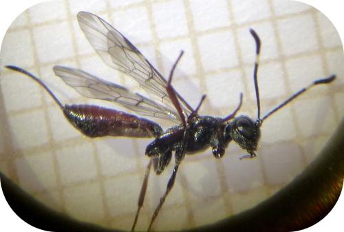 Xorides csikii